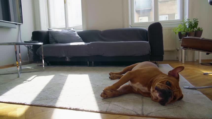 Bulldog resting over a white carpet in front of a couch in the living room on a sunny day