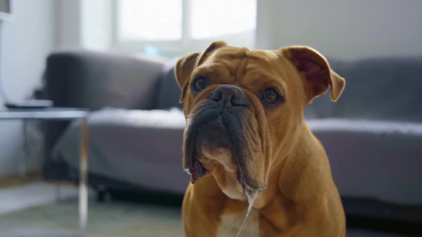 A dog in a living room sitting and drooling