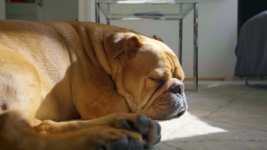 A dog sleeping on a floor in a bedroom
