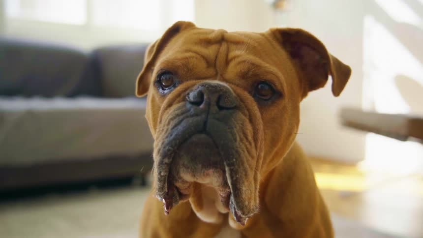 A brown pet dog sitting in a living room in the daytime