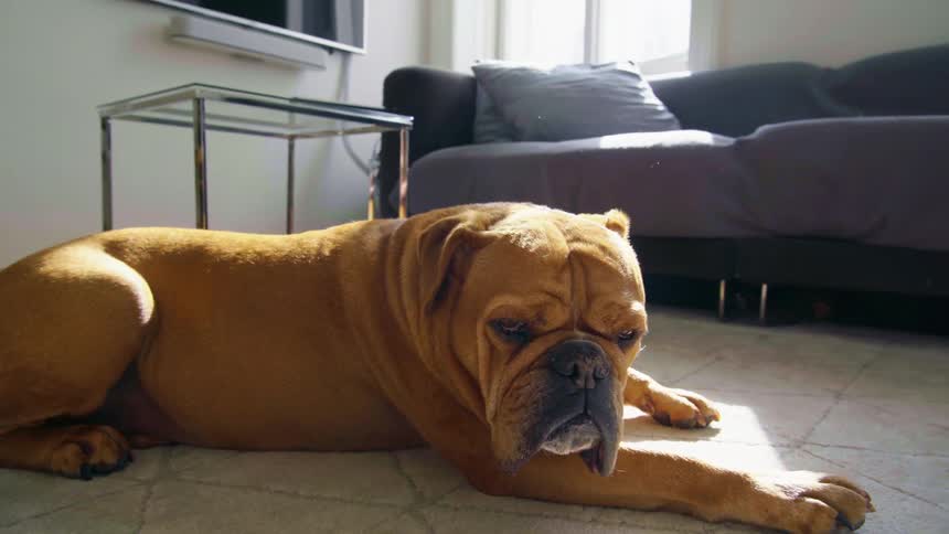 Brown bulldog lies on rug in the living room