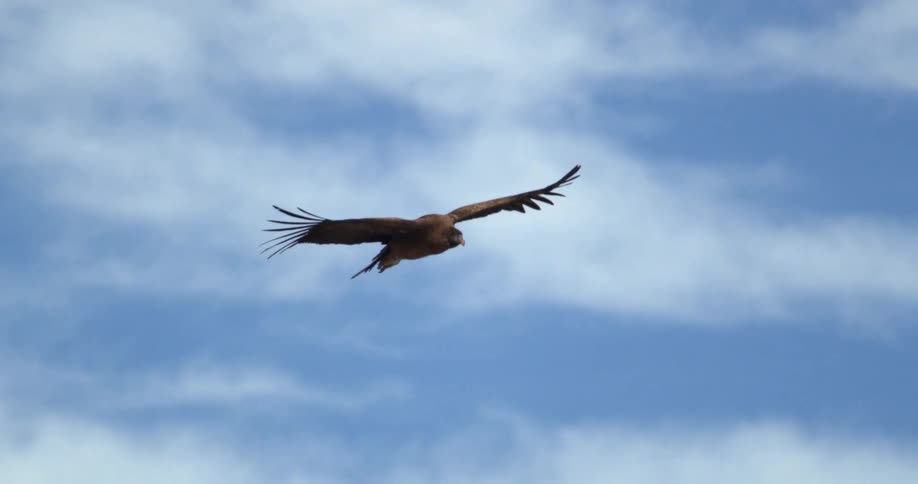 A condor is flying in the sky