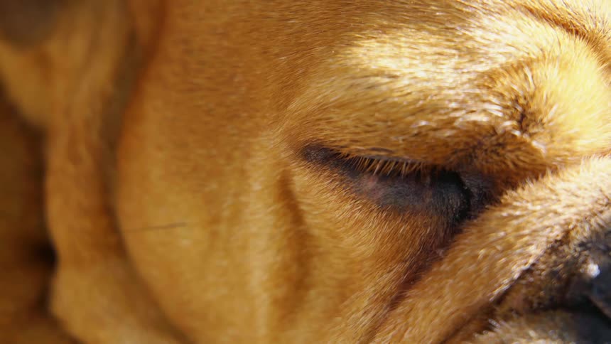 A closeup view of a dog is displayed