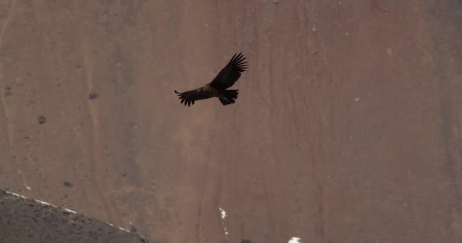 A condor flying next to snowy desert mountains