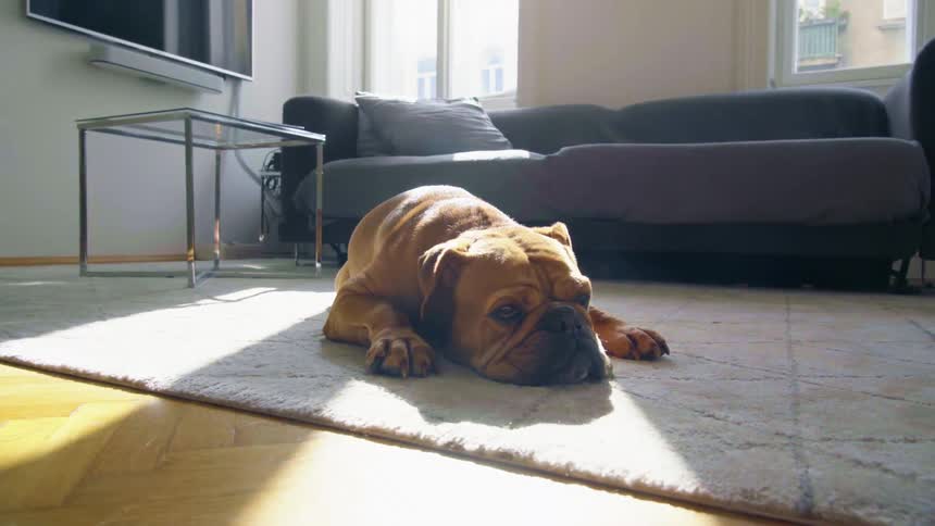 A dog is laying on the carpet indoors