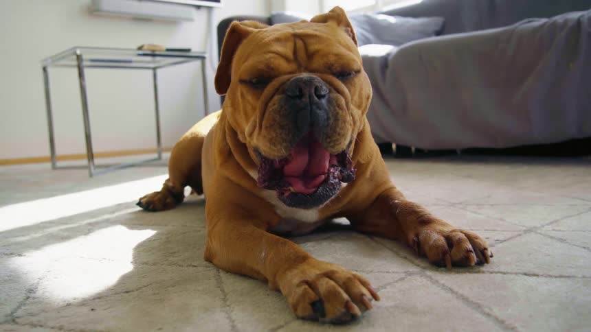 A dog sitting and yawning on a floor in a room