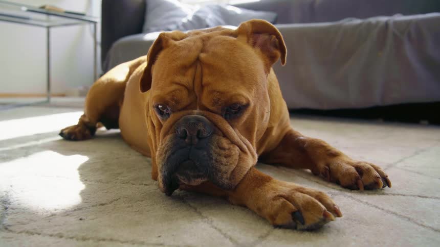 Brown bulldog lies on rug in living room at home