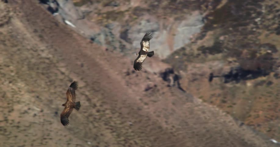 Two predatory condors fly together over a mountain slope