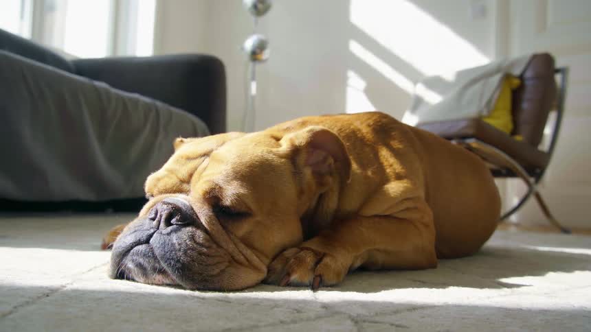 A dog rests in the sunlight shining in through the window of a house onto the floor of a living room