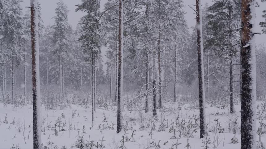 Snow falls softly in a forest on a cloudy day