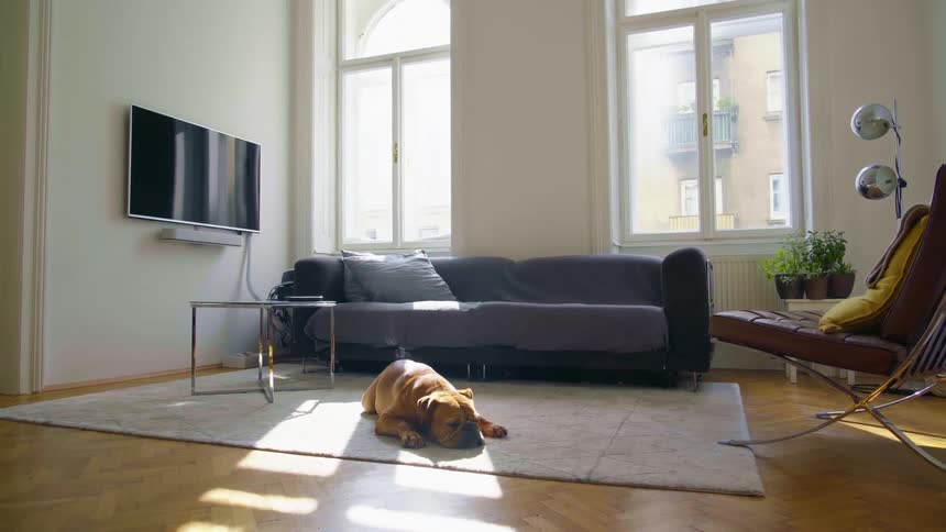 A dog is resting on the floor in a house