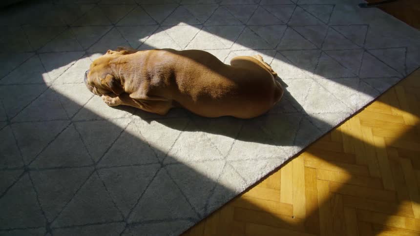 Brown bulldog lies on a rug in sunlight