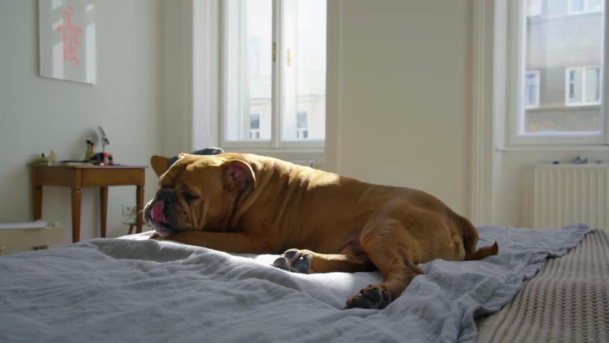 A dog laying in a bed with a blanket with a chair and windows in the background