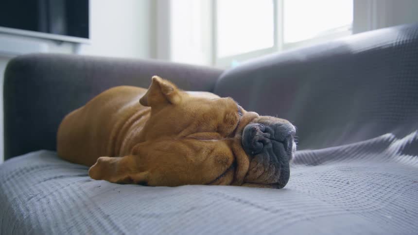 A dog laying on a couch