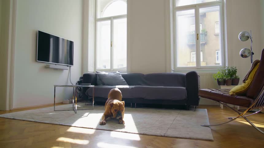 A dog stretches its whole body before settling down on a comfortable run in the middle of the room for a rest