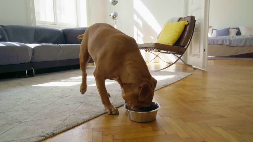 A dog jumps from the couch to the floor and walks over to start eating from the food bowl