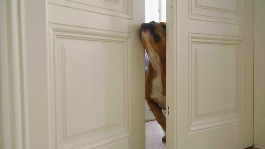 A dog is opening a door and running out