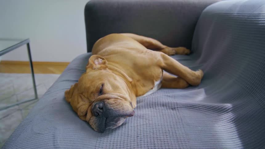 Brown bulldog sleeps on couch