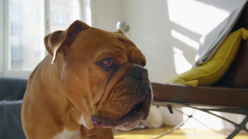 A dog licking and smacking its mouth in a living room