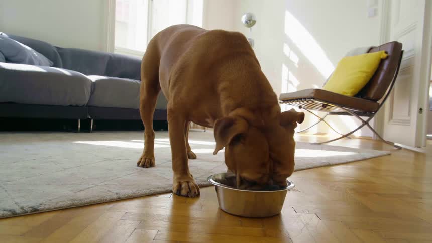 Brown dog eats from a silver dish on the floor of the living room as the sunlight comes in a window