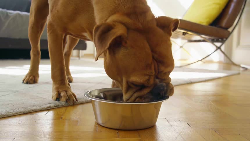 A dog is drinking water from a bowl