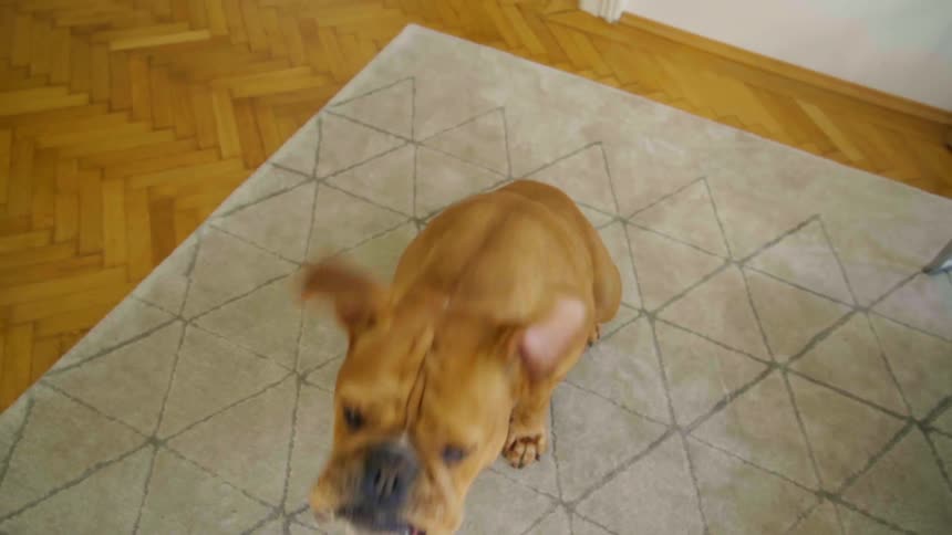 A dog catching a dog treat in its mouth while sitting on a gray rug