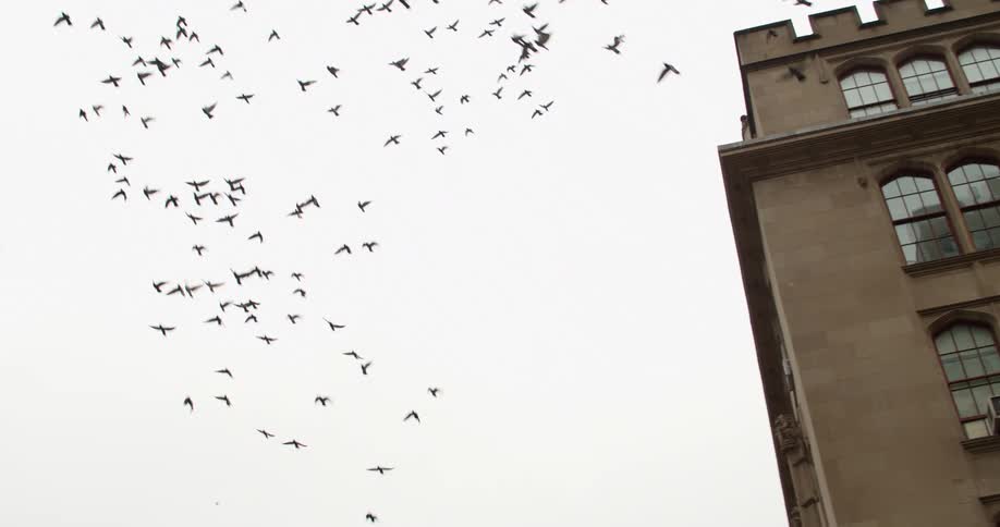 Birds are flying off the roof of downtown buildings