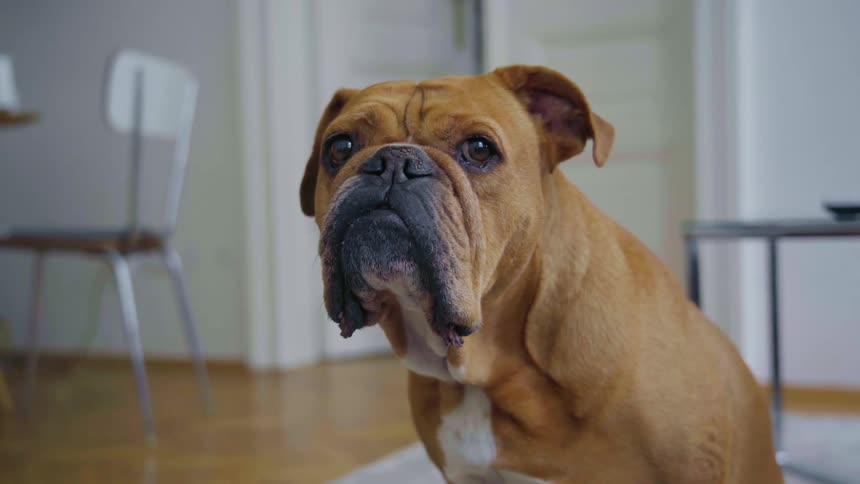 A brown dog sits in a living room and licks its lips before getting up and walking away