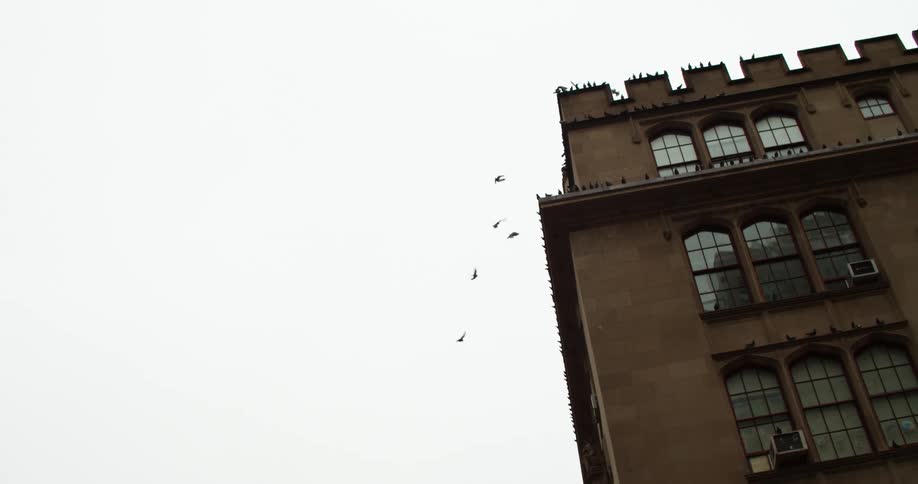 Several black birds fly toward a tall apartment building and stop on the roof
