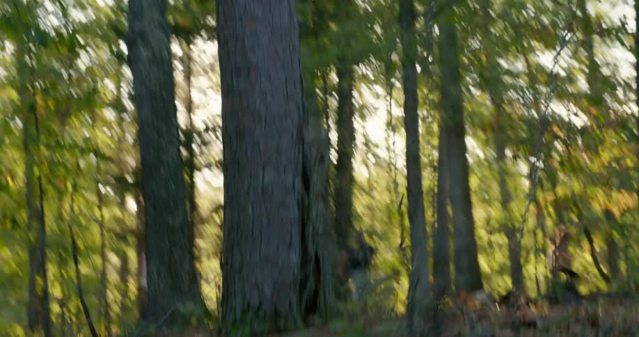 Three children running through the forest with trees and the sky in the background