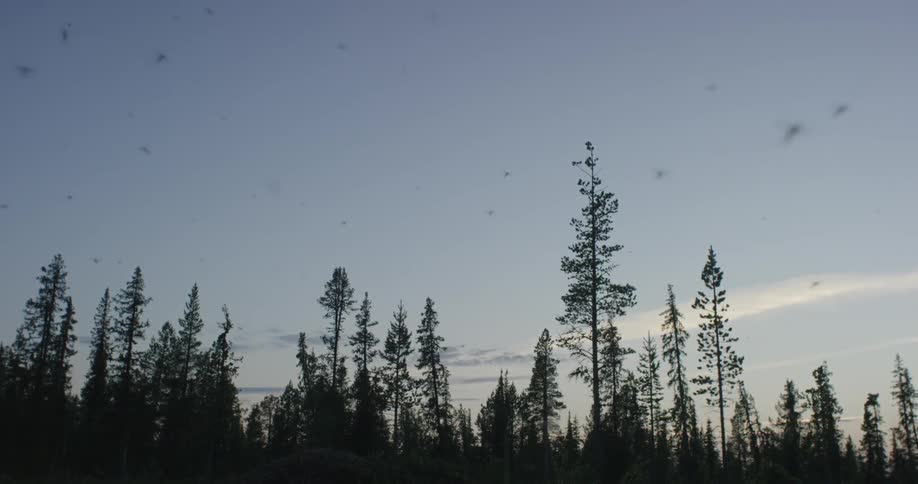 Many bugs are flying in the air near a forest