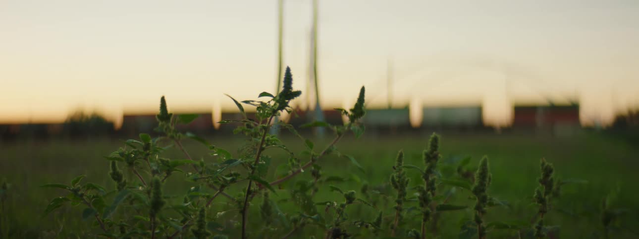 A close up of a plant in a large field with a train on the horizon
