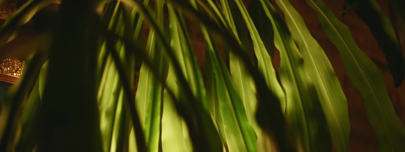 The light is shining on the long leaves of the tree
