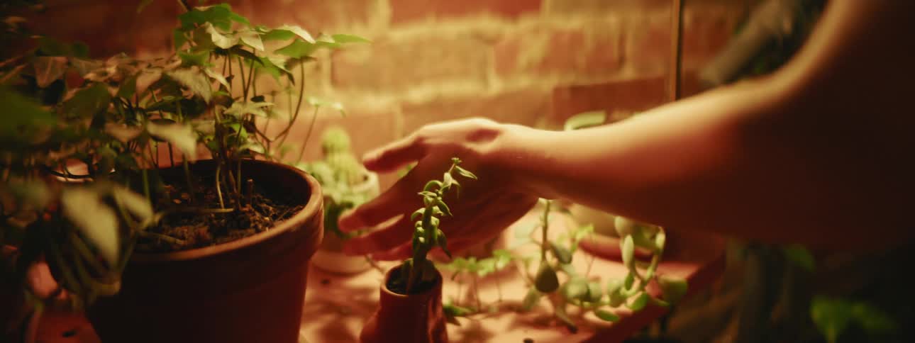 A person handling herbs in a herb garden on a wall shelf