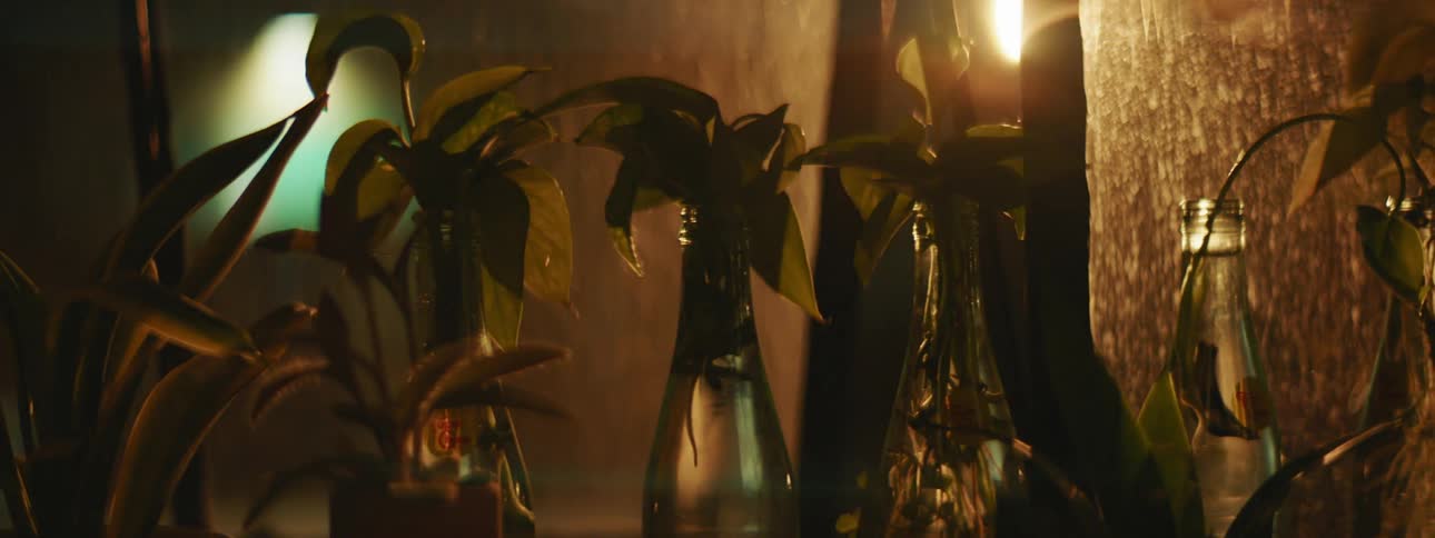 Plant cuttings in glass vases at night