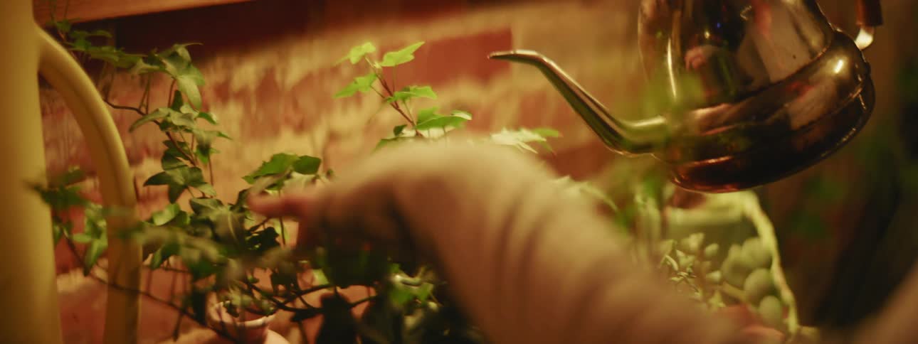 A woman uses a brass watering can to water several plants in large terracotta planters in her apartment