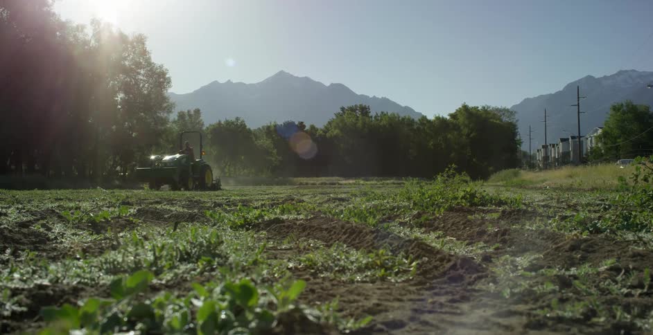 A farmer driving a tractor in a field on a sunny summer day