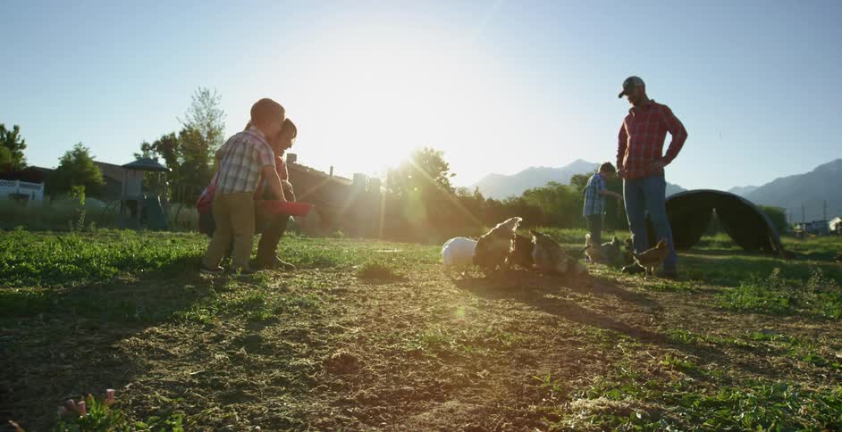 A woman helps a small boy to throw food to chickens as a man watches and an older boy feeds chickens on his own