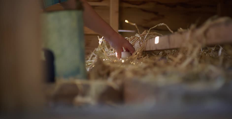 A child collects an egg from a chicken coop and puts it in a metal bucket