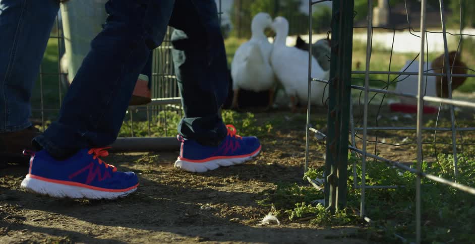 A man and a boy walk toward a chicken coop to feed the chickens and ducks roaming inside