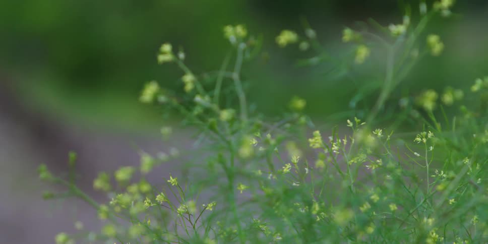 Green vegetation blowing in a breeze