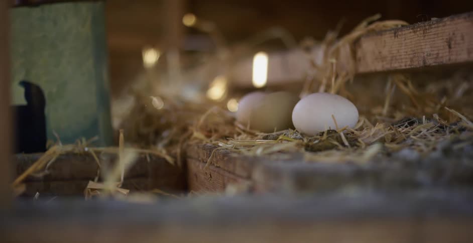 A hand picking up eggs in a chicken coop