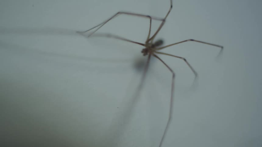 A small spider crawls along a white surface