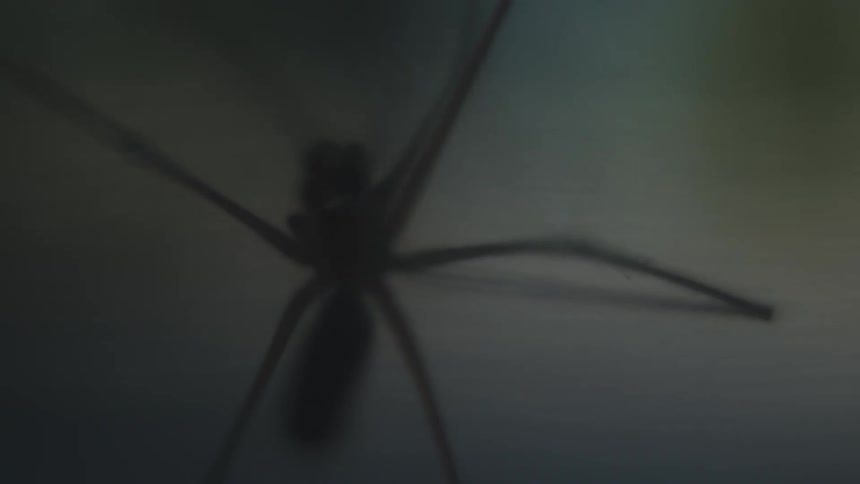 A blurry view of a moving spider