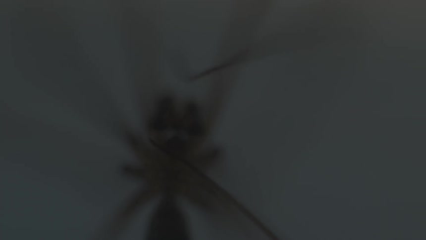 Bottom view of a spider with thin legs