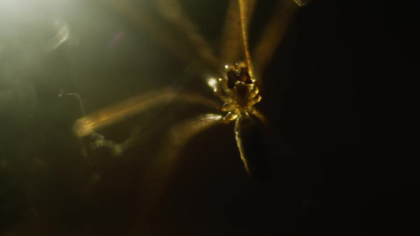 Bottom view of a spider with thin legs