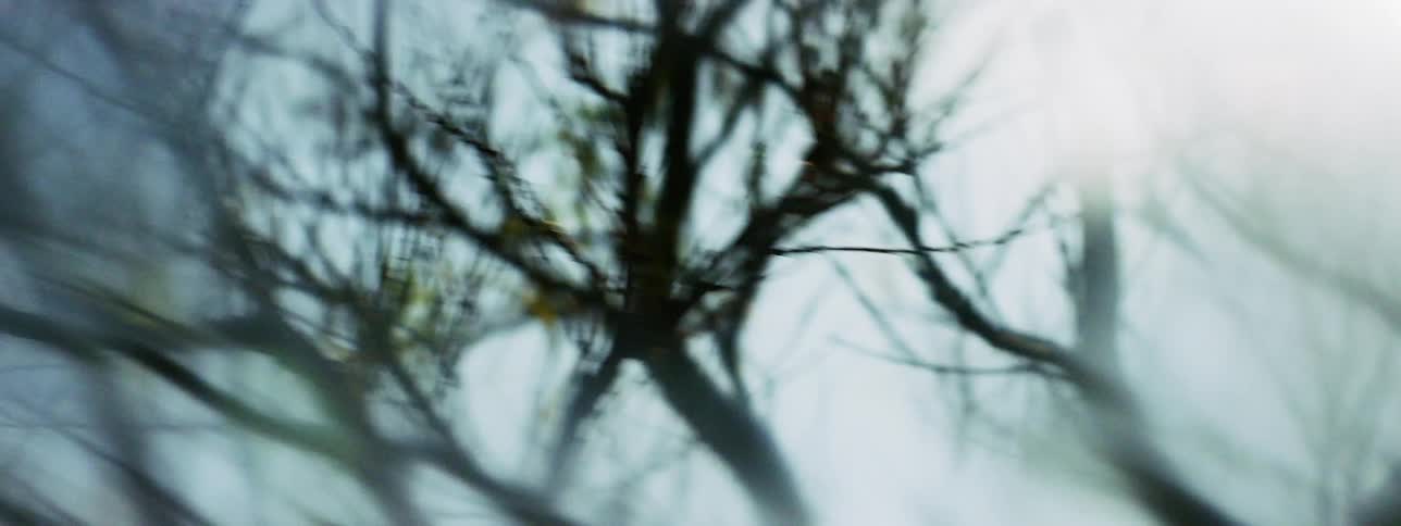 Out of focus tree branches with bright solar flares