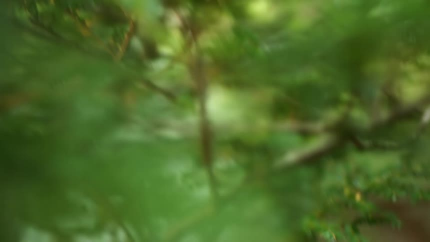 Close up of the green foliage on the branches of a tree outdoors