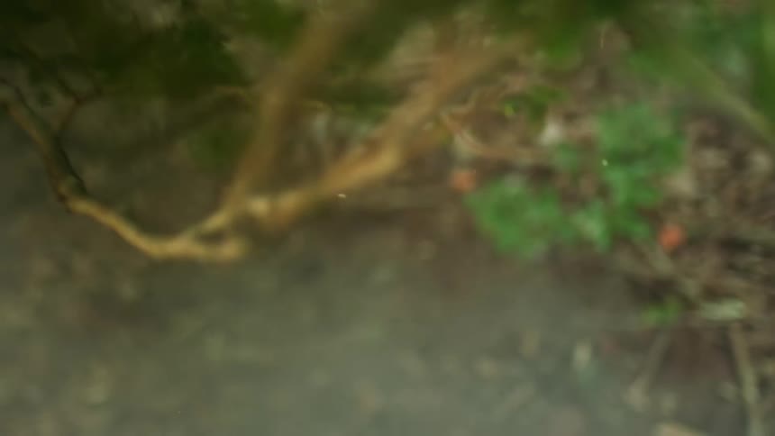 Close up of branches on trees in a forest