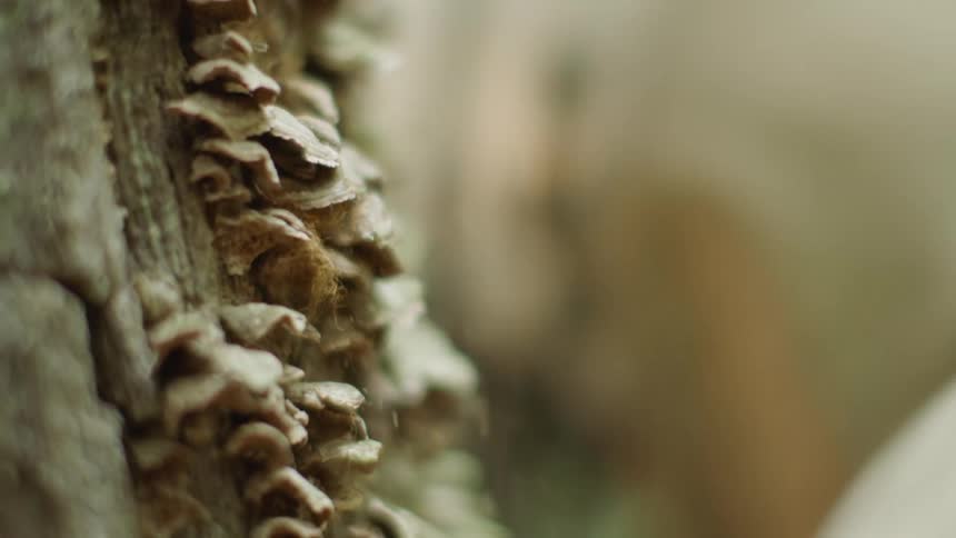 A person scraping on a tree that has many mushrooms on the bark